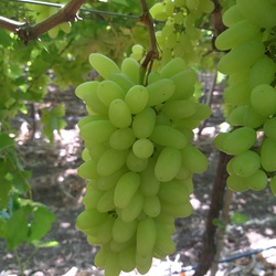 Grapes