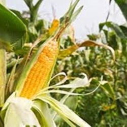 Maize