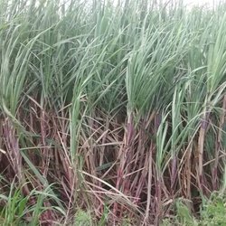 Sugarcane